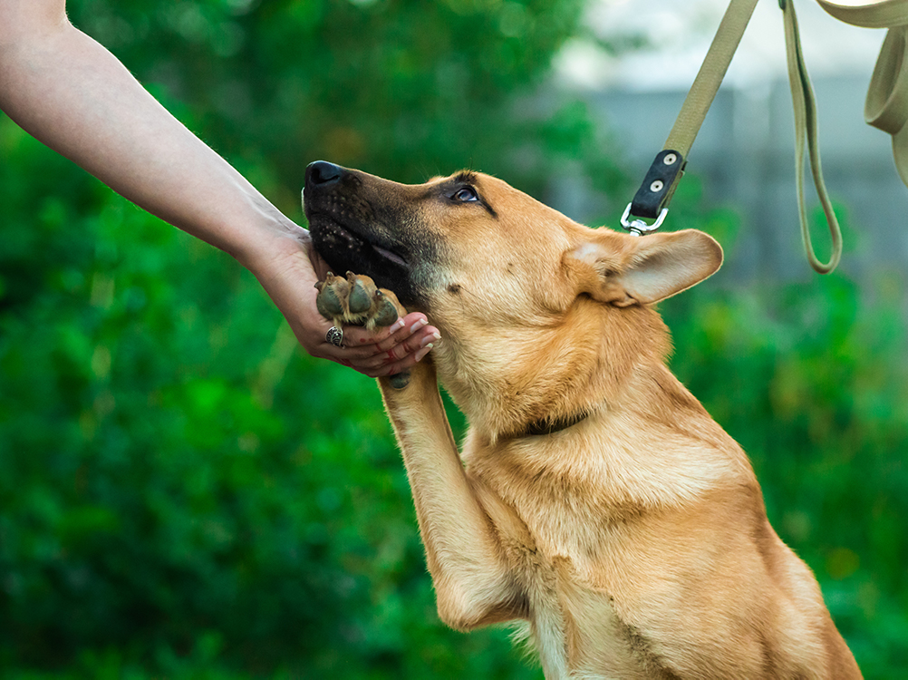 Arresting Fears And Anxiety In Your Dog Safely