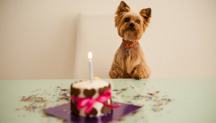 Challenges To Expect When Your Puppy Turns One