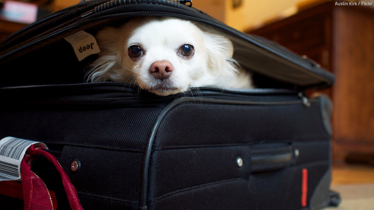 Helpful Tips And Checklist For Moving Your Pet Overseas Safely