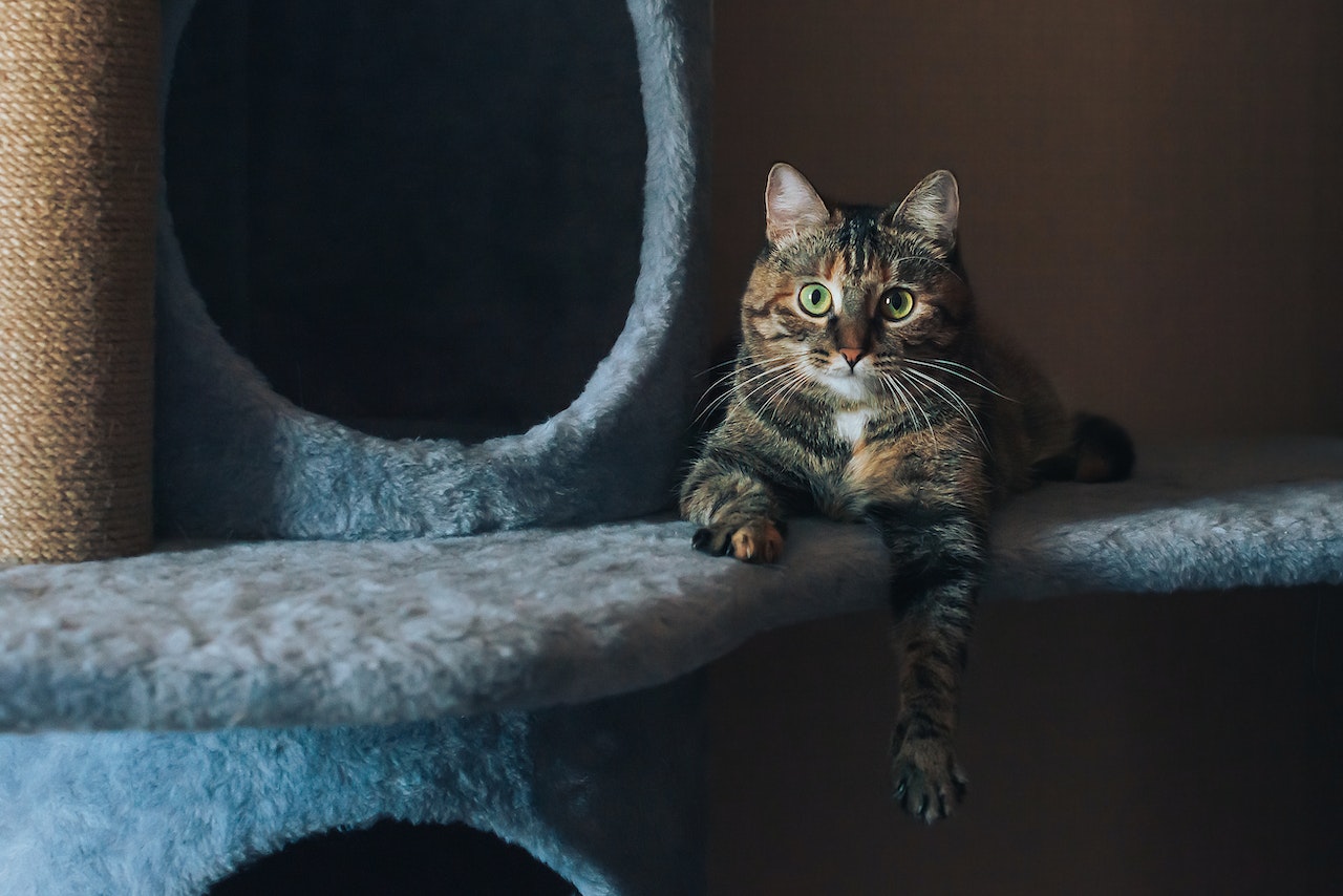 What You Need to Know About Owning Indoor Cats