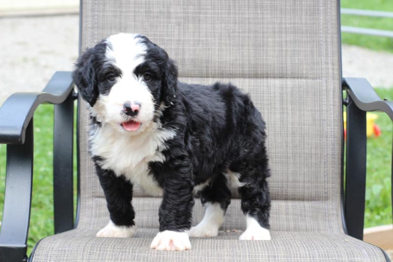 What are the top things to notice in Texas Bernedoodle Breeders?