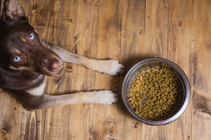 Grain-Free Dog Food: Is it Right for Your Pet's Diet?