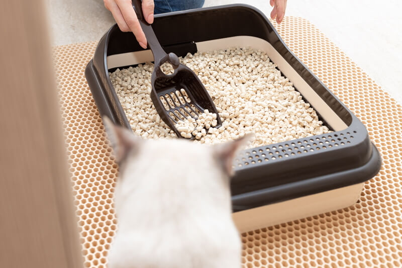 Everything You Need To Know About Tofu Cat Litter