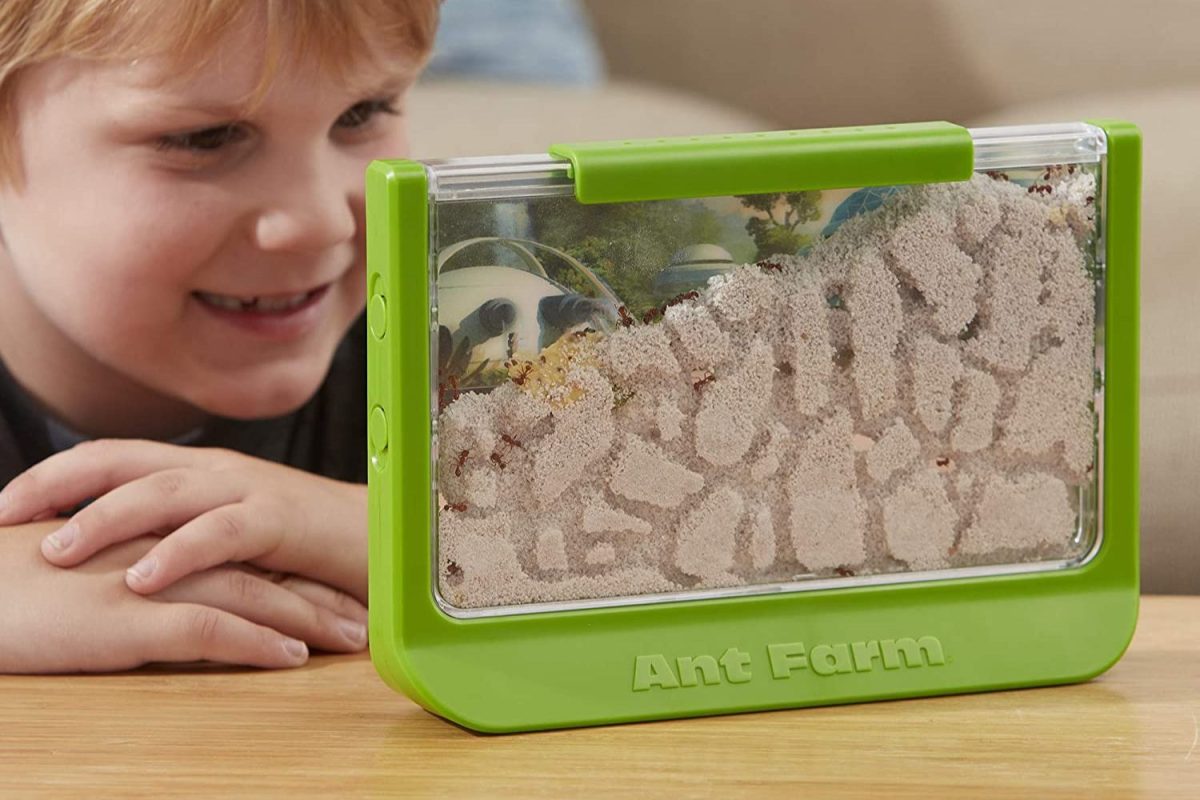 How Big Does an Ant Farm Need to Be