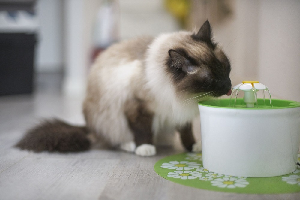 Why Every Cat Owner Needs a Battery-Powered Water Fountain