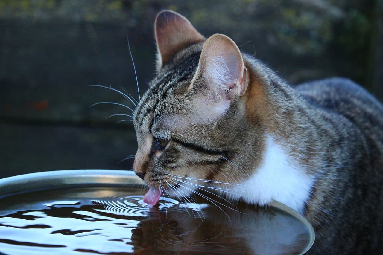 Why Every Cat Owner Needs a Battery-Powered Water Fountain