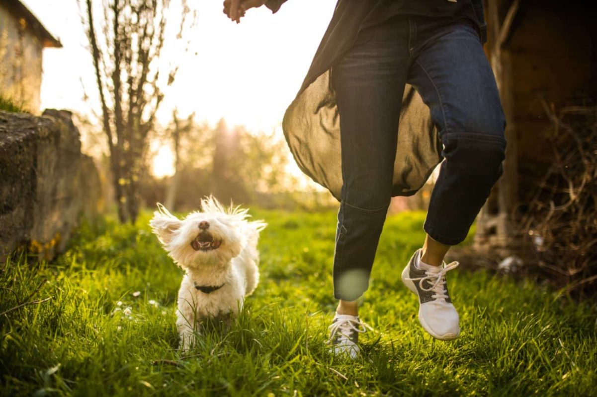 Why a Furry Friend is a Perfect Addition to Your Family