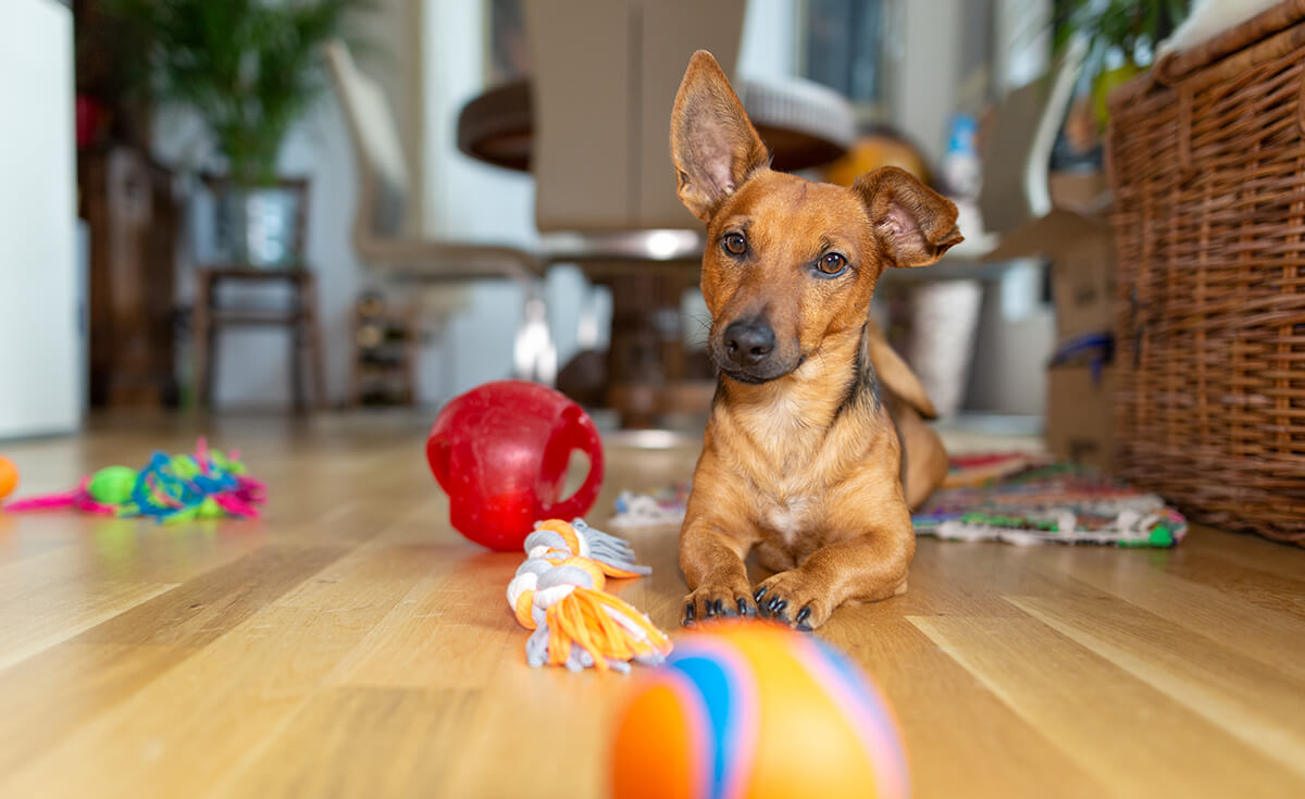 Engage and Entertain: Top Types of Interactive Dog Toys for Mental Stimulation